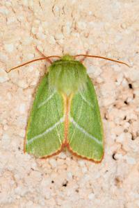 <i>Pseudoips prasinanus</i>