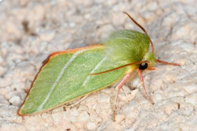 <i>Pseudoips prasinanus</i>