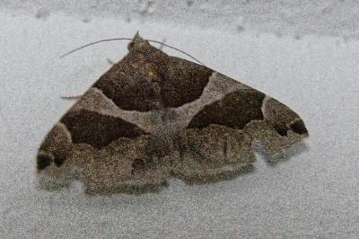 <i>Dysgonia algira</i>