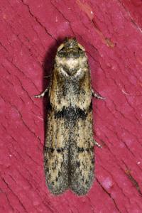<i>Blastobasis phycidella</i>