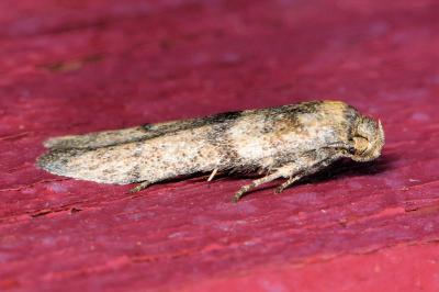 <i>Blastobasis phycidella</i>