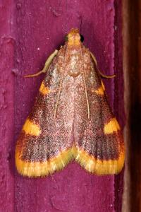 <i>Hypsopygia costalis</i>