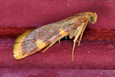 <i>Hypsopygia costalis</i>