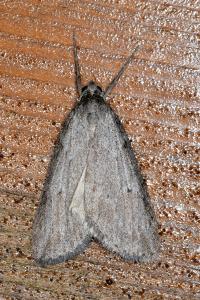 <i>Pachycnemia hippocastanaria</i>