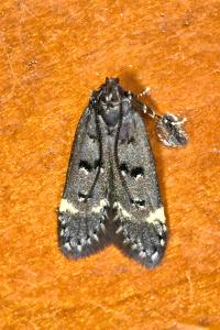 <i>Dichomeris alacella</i>