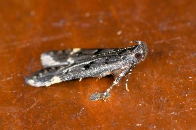 <i>Dichomeris alacella</i>