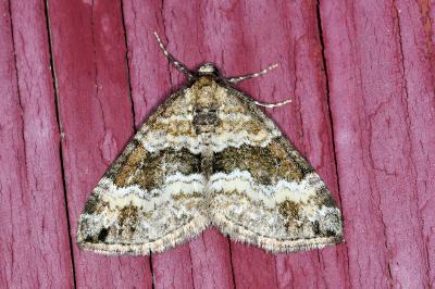 <i>Perizoma bifaciata</i>