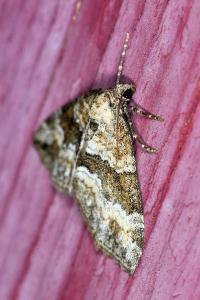 <i>Perizoma bifaciata</i>
