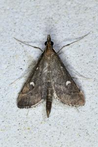 <i>Dolicharthria punctalis</i>