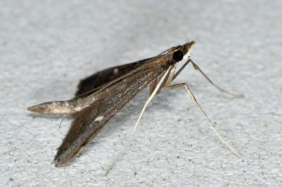 <i>Dolicharthria punctalis</i>