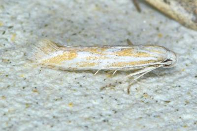 <i>Ptocheuusa paupella</i>