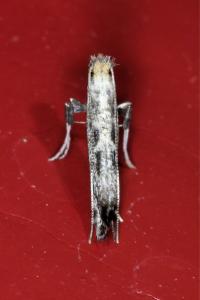 <i>Parornix</i>