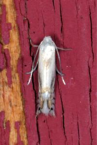 <i>Phyllocnistis</i>