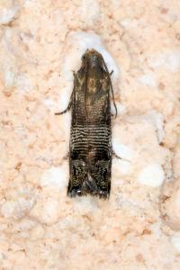 <i>Pammene blockiana</i>