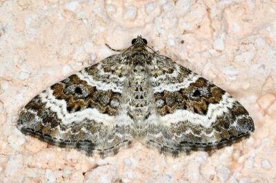 <i>Epirrhoe alternata</i>
