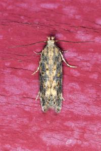 <i>Scrobipalpa ocellatella</i>