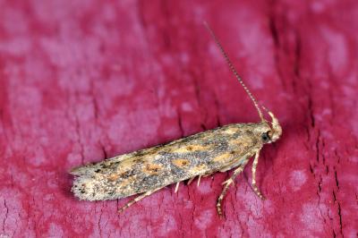 <i>Scrobipalpa ocellatella</i>