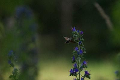 <i>Macroglossum stellatarum</i>