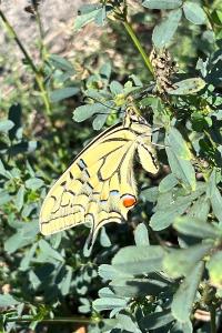 <i>Papilio machaon</i>