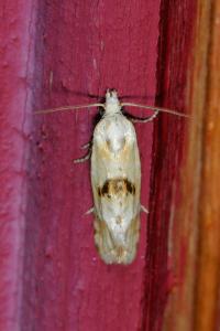 <i>Cochylimorpha alternana</i>