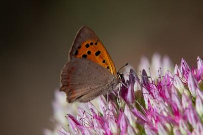 <i>Lycaena phlaeas</i>