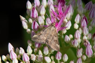 <i>Pyrausta despicata</i>