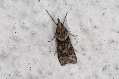 <i>Eudonia angustea</i>