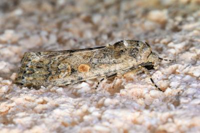 <i>Spodoptera exigua</i>