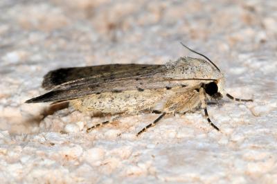 <i>Caradrina clavipalpis</i>