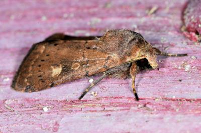 <i>Xestia xanthographa</i>