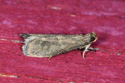 <i>Eccopisa effractella</i>