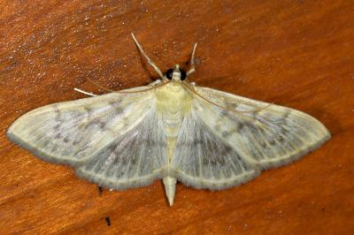 <i>Patania ruralis</i>