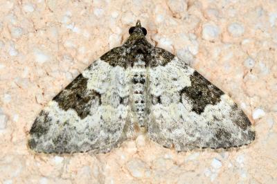 <i>Xanthorhoe fluctuata</i>