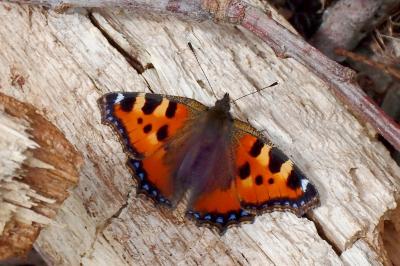 Aglais urticae