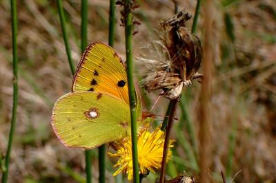 Colias crocea