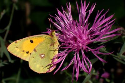 Colias crocea