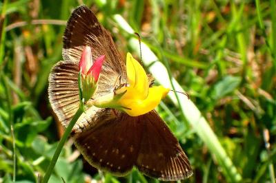 Erynnis tages