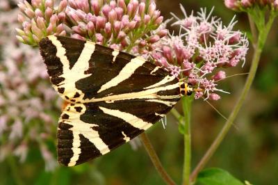 Euplagia quadripunctaria