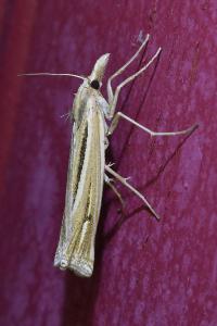 <i>Ancylolomia tentaculella</i>