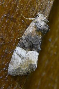 <i>Mesoligia furuncula</i>