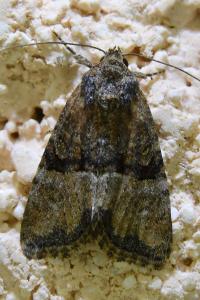 <i>Mesoligia furuncula</i>