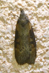 <i>Lamoria anella</i>