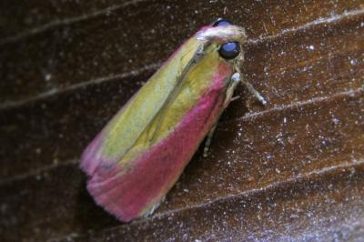 <i>Oncocera semirubella</i>