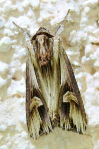<i>Actinotia polyodon</i>