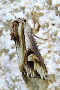 <i>Actinotia polyodon</i>