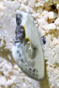 <i>Cilix glaucata</i>