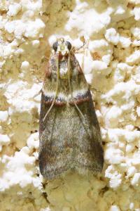 <i>Acrobasis tumidana</i>