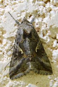 <i>Autographa gamma</i>