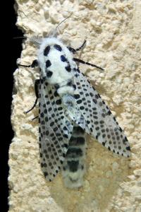 <i>Zeuzera pyrina</i>