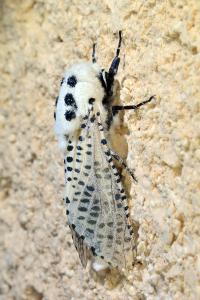 <i>Zeuzera pyrina</i>